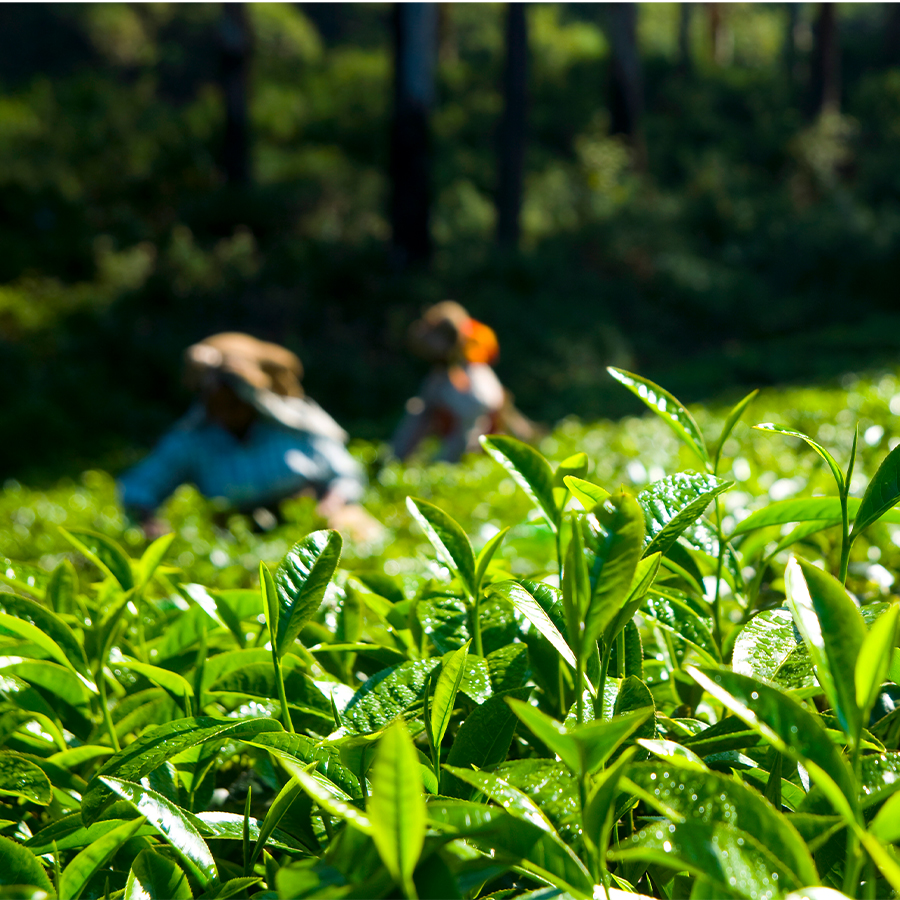 agrispray oils